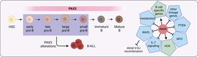 PAX5 alterations in B-cell acute lymphoblastic leukemia